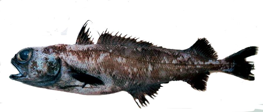 Mora moro_07778.jpg